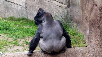 Quand un gorille fait caca c'est un vrai spectacle! En mode rockstar