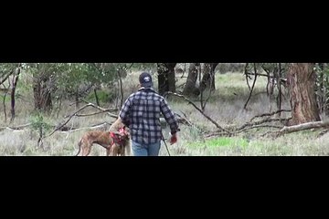 Aksi nekat seorang pria memukul Kanguru untuk menyelamatkan anjingnya( fight man with kangaroo to save his dog)