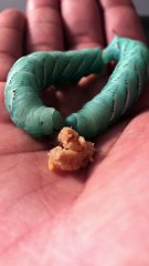 Tobacco Hornworms Eat from Hand