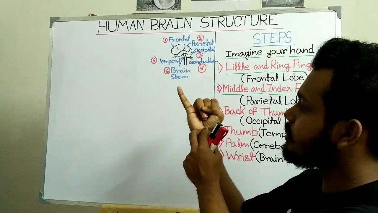 How to draw human brain diagram easily | 6 easiest steps to draw brain |