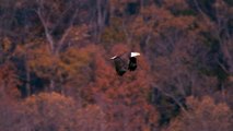 Bald Eagle - Flying, Hunting, Eating .