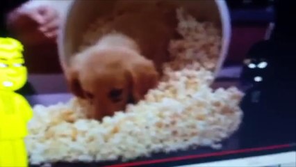 Black Bear Gets Grounded Season 7