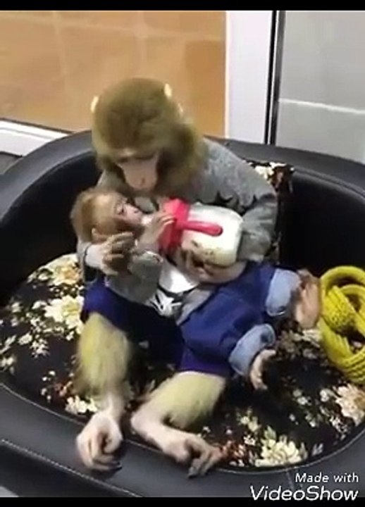 the cute monkey cares her kid