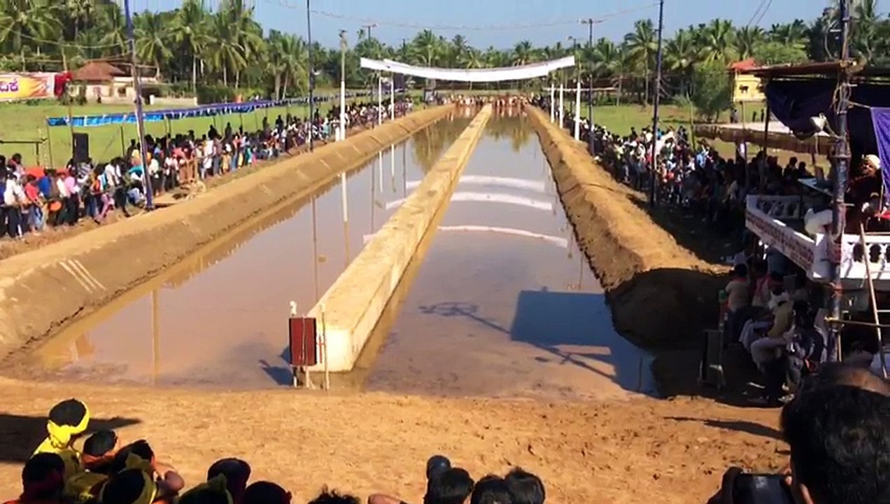world famous baffalo race,must watch