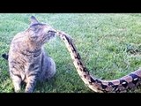 FEARLESS CATS - Amazing Brave Cats - Funny Video