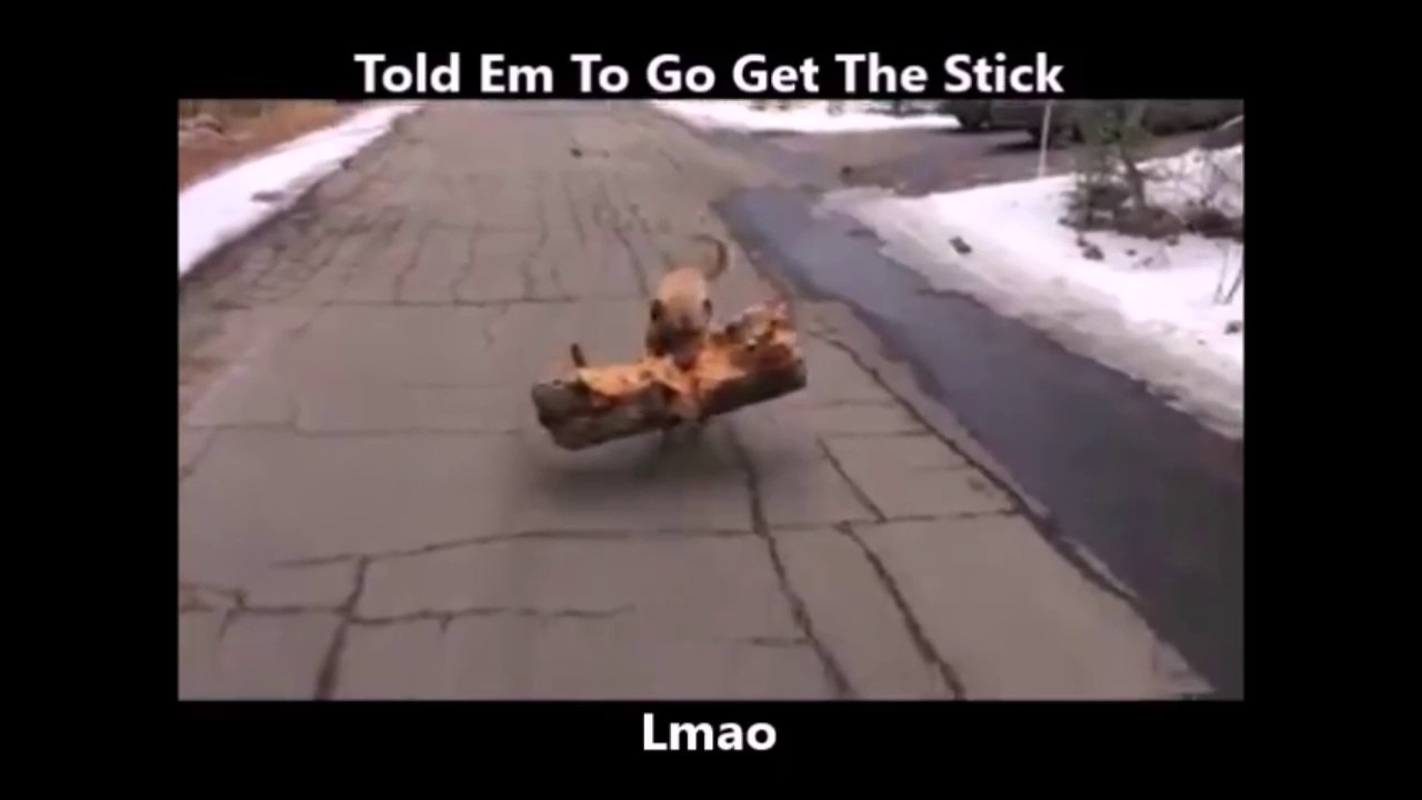 Quand ton chien va chercher un baton... un gros baton