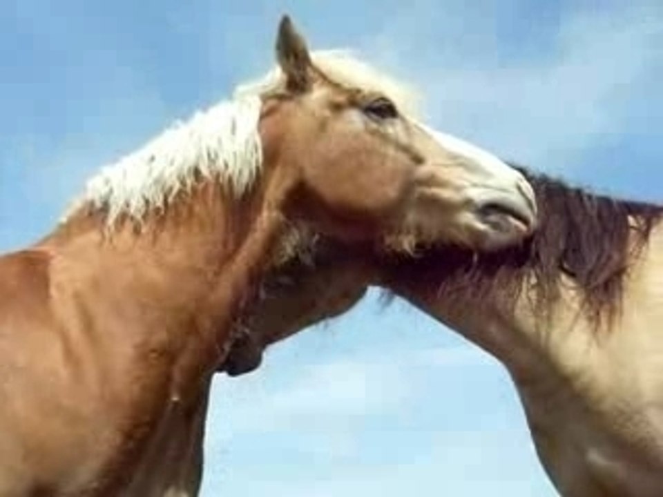 Enzo mon chouchou d'haflinger
