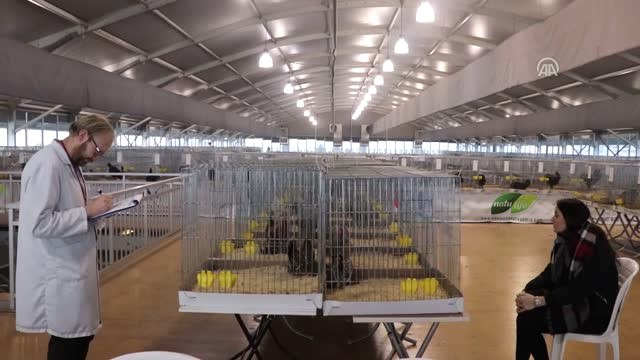 En Bakımlı Süs Tavukları Şampiyonluk İçin Yarışıyor - İstanbul