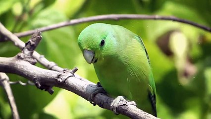 World Most Beautiful Birds Videos And Animal