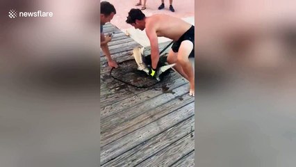 Man catches shark in tiny net and releases it into open sea