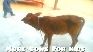 More Cows For kids: A cow video for children who like little cow Released the little cow and this happened Part 1