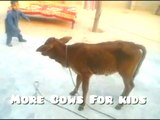 More Cows For kids: A cow video for children who like little cow Released the little cow and this happened Part 1
