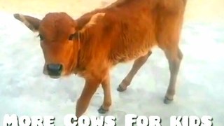More Cows For children: A cow video for children Released the little cow and this happened Part 2