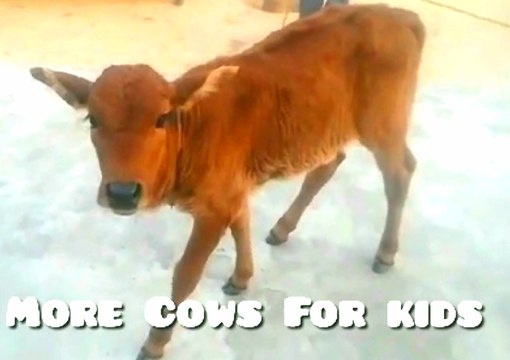More Cows For children: A cow video for children Released the little cow and this happened Part 2