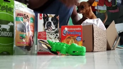 un chien n'aime pas partager