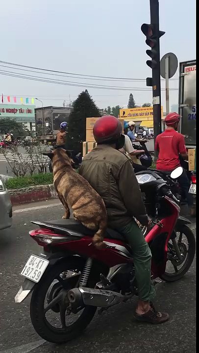un chien à l'arrière sur une moto LoL