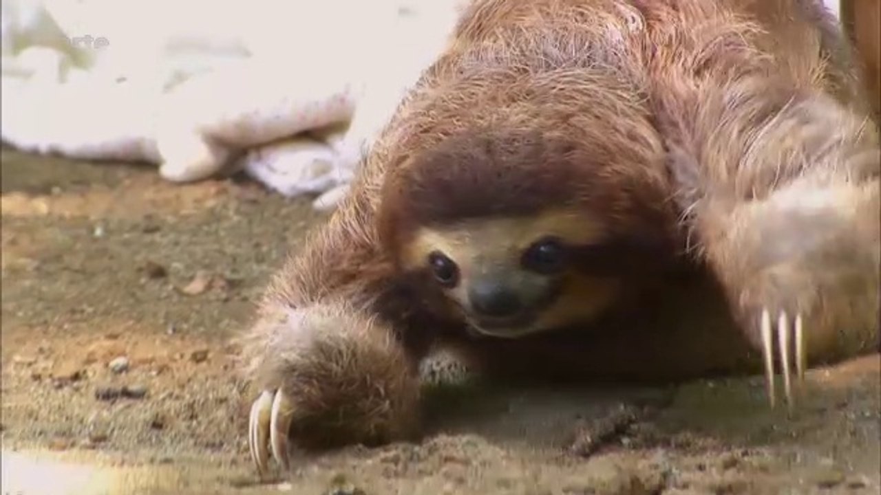 Costa Rica - Leben wie die Faultiere