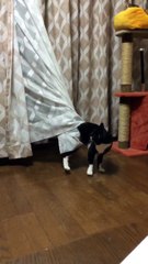 ネコvsカーテン