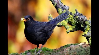 Blackbird, Birdsong Garden Sounds