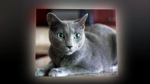 Russian Blue cats