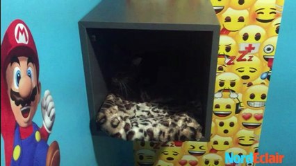 Un hôtel pour chats à Mouscron