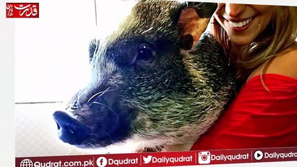 Flights With Unusual Passengers Cute, Adorable, and Sometimes Bizarre