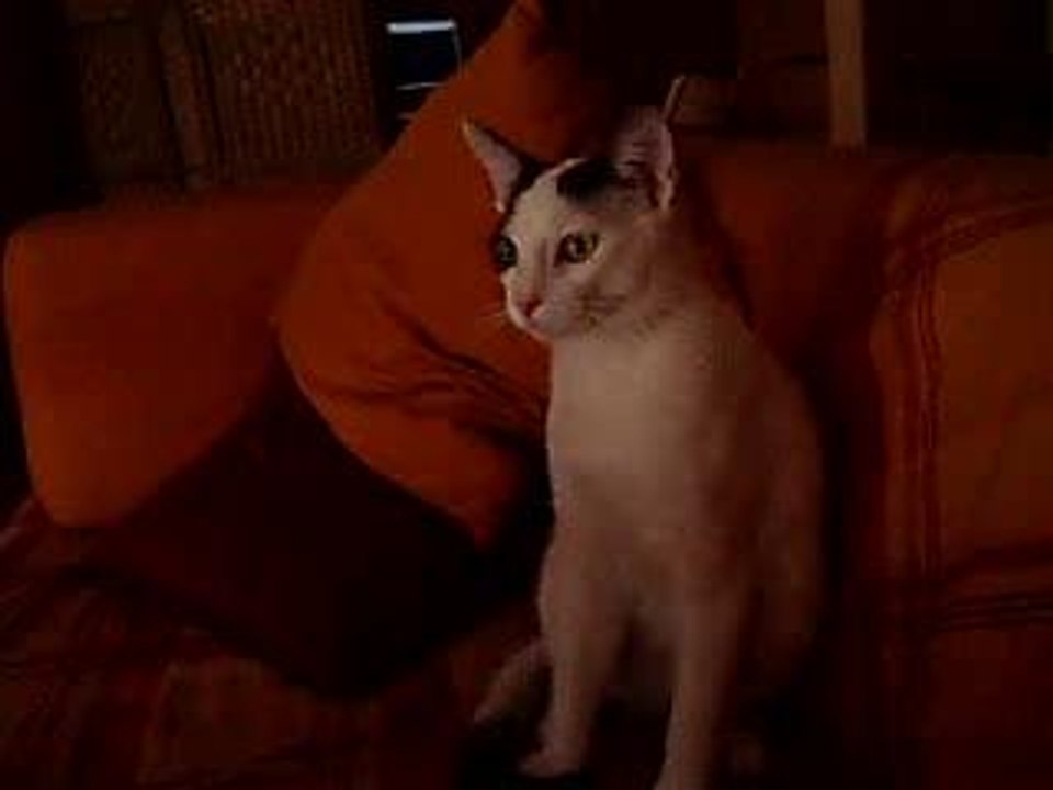 ginger 044