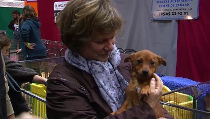 Un aperçu du salon animal Mania