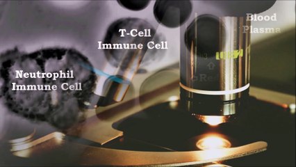 Recording of Neutrophil and t-cell immune cell in living blood: How to get a healthy immune system
