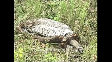 Ce python est en train d'avaler un singe en entier.