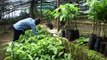 Ugandan farmers reap from avocado demand | DW English