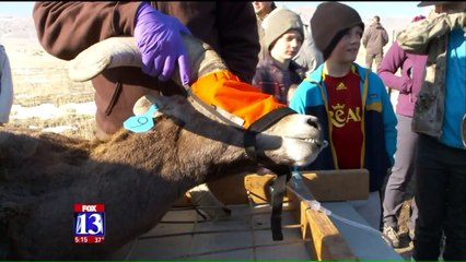 Rams Soar Through Sky as Part of Relocation Effort in Utah