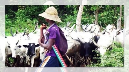 Why we attacked Benue communities - Miyetti Allah cattle breeders leader