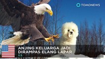 Elang menculik anjing - TomoNews