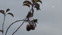 Elma Ağacı Kış Mevsiminde Meyve Verdi
