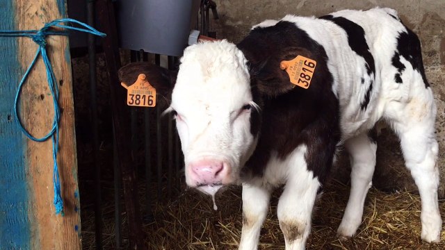 Entraigues : trois vaches tuées de plusieurs balles dans un champ