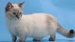Munchkin cats - Nice cats with the short foot !