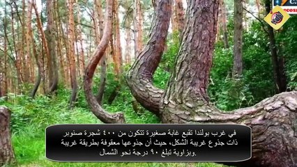 الغابات الملتوية - من عجائب الطبيعة