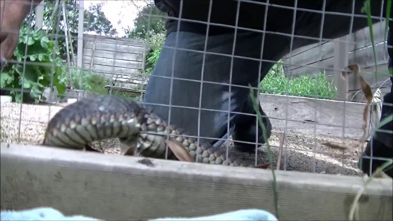 Ce pauvre serpent est coincé dans un grillage