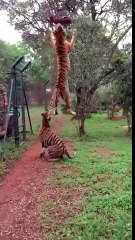 Regardez un peu la détente de ce tigre qui saute... Incroyable