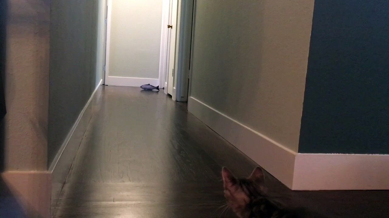 Case plays fetch with a giant plush fish!