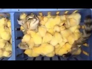 【ヒヨコまみれ】 猫が大量のヒヨコに埋もれて身動きとれない！w