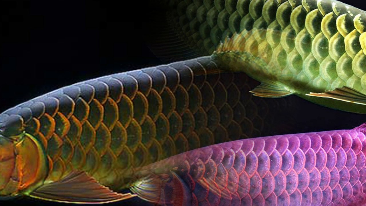Arowana fishes. One of the beautiful fishes !