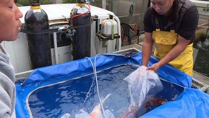 Koi story: priceless Japanese fish make a splash