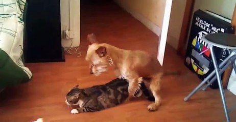 chien qui prend une chatte