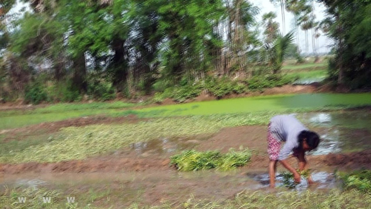Travel Trip Cambodia Khmer Cambodian Village Girl Farm Plant