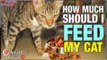 How Much Should I Feed My Cat?