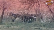 Hunting Wild Dogs Eating Live Warthog Hyena Attack And Kills Jackal Most Amazing Wild Animals AttacK