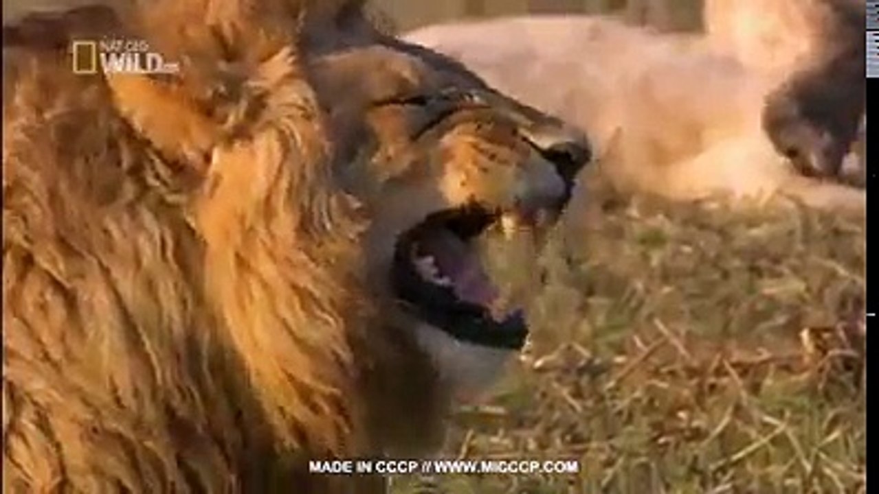Angry Tiger very funny video 2018