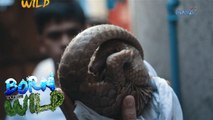 Born to Be Wild: The lost pangolin in Tondo, Manila